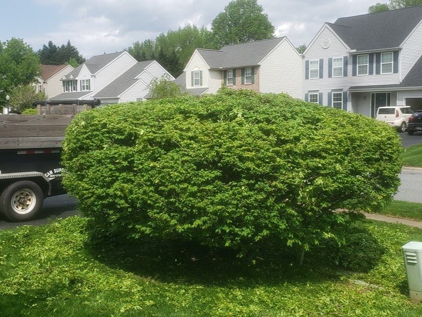 MR. TAPIA LANDSCAPING