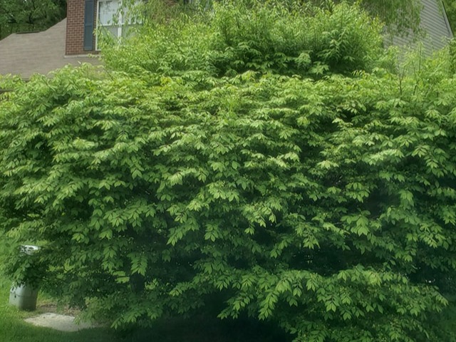 MR. TAPIA LANDSCAPING