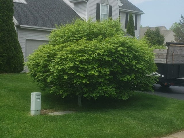 MR. TAPIA LANDSCAPING