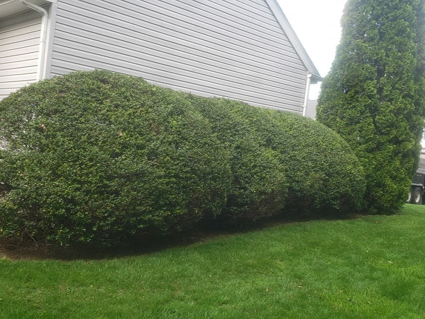 MR. TAPIA LANDSCAPING