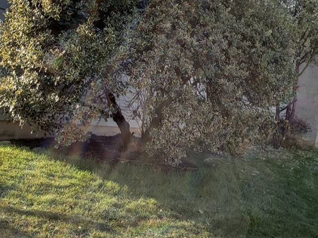 MR. TAPIA LANDSCAPING