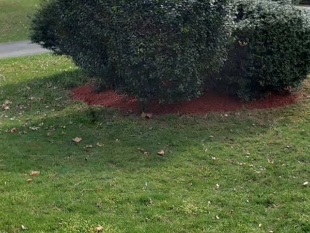 MR. TAPIA LANDSCAPING