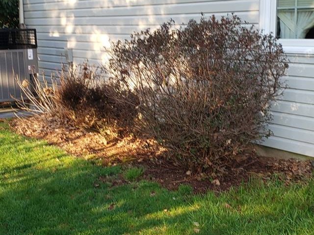 MR. TAPIA LANDSCAPING