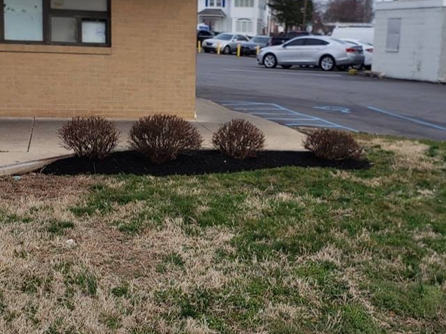 MR. TAPIA LANDSCAPING