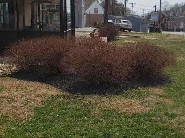 MR. TAPIA LANDSCAPING